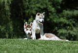 SIBERIAN HUSKY 401